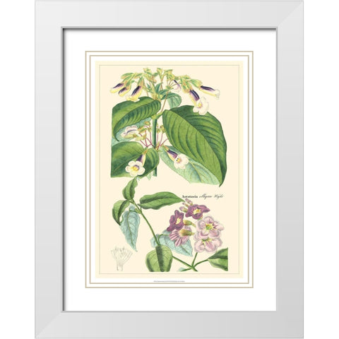 Dietrich Botanical II White Modern Wood Framed Art Print with Double Matting by Dietrich