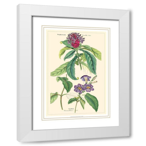 Dietrich Botanical III White Modern Wood Framed Art Print with Double Matting by Dietrich