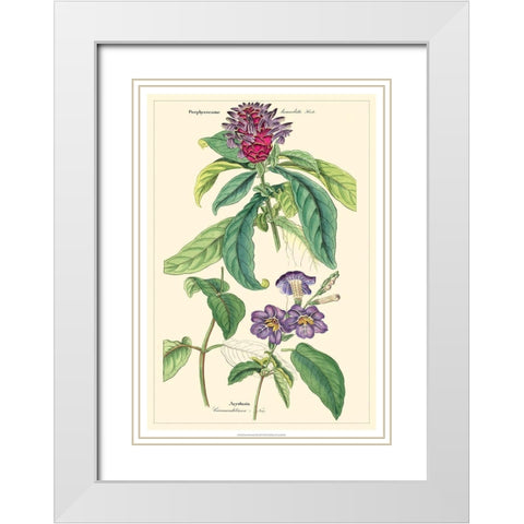 Dietrich Botanical III White Modern Wood Framed Art Print with Double Matting by Dietrich