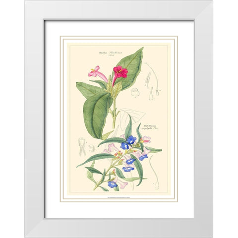 Dietrich Botanical IV White Modern Wood Framed Art Print with Double Matting by Dietrich