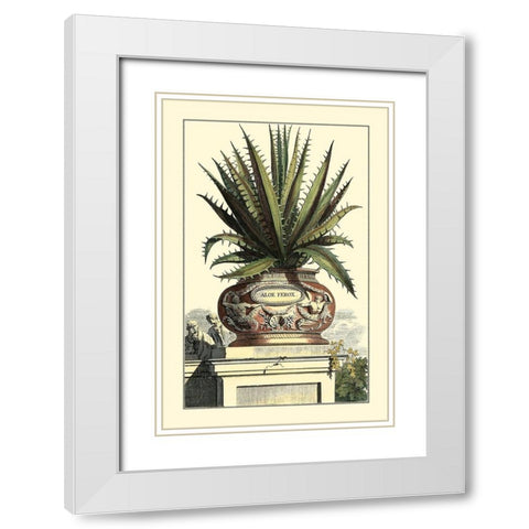 Antique Munting Aloe I White Modern Wood Framed Art Print with Double Matting by Munting, Abraham