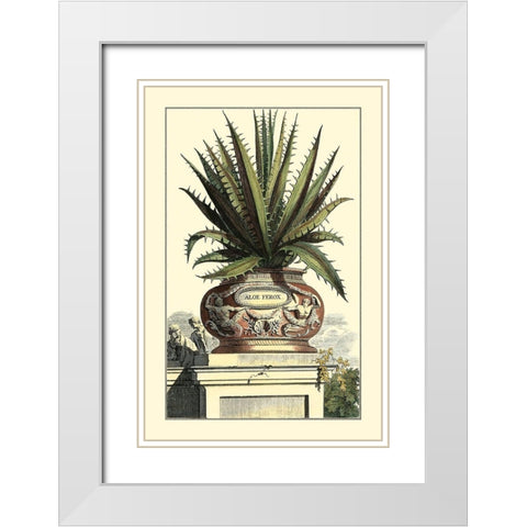 Antique Munting Aloe I White Modern Wood Framed Art Print with Double Matting by Munting, Abraham