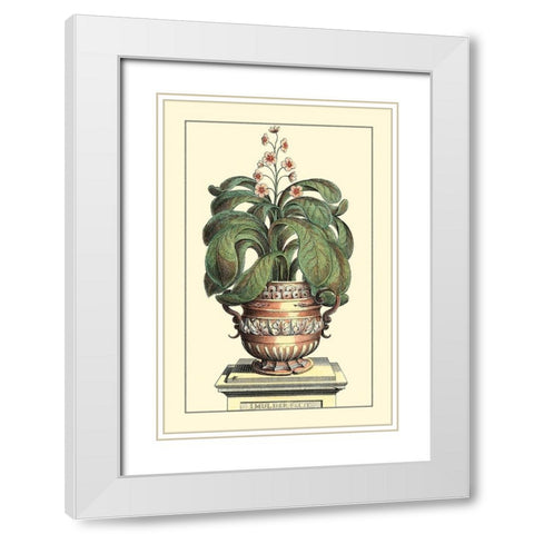 Antique Munting Aloe II White Modern Wood Framed Art Print with Double Matting by Munting, Abraham
