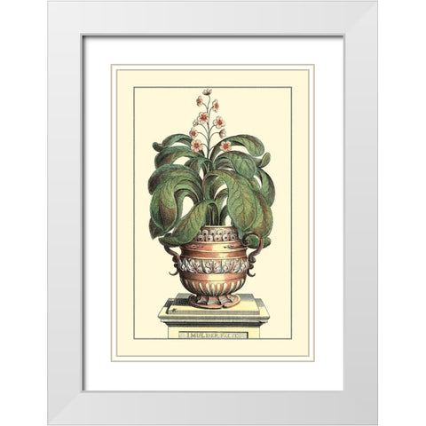 Antique Munting Aloe II White Modern Wood Framed Art Print with Double Matting by Munting, Abraham