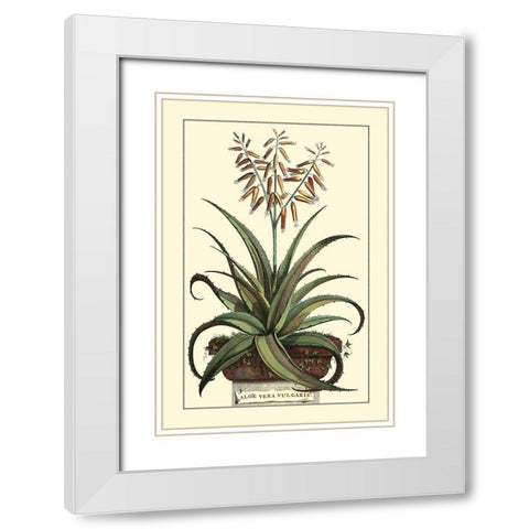 Antique Munting Aloe III White Modern Wood Framed Art Print with Double Matting by Munting, Abraham