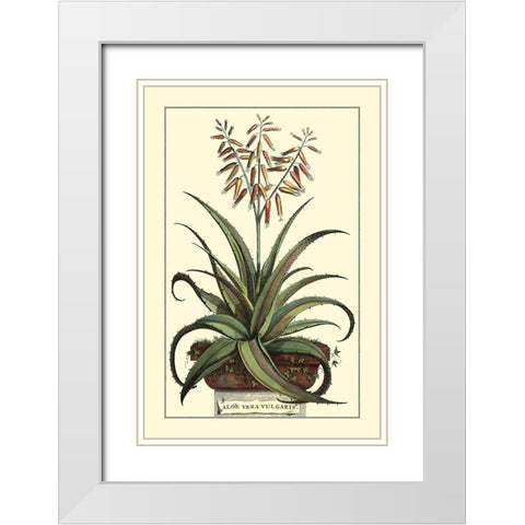 Antique Munting Aloe III White Modern Wood Framed Art Print with Double Matting by Munting, Abraham