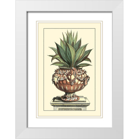 Antique Munting Aloe IV White Modern Wood Framed Art Print with Double Matting by Munting, Abraham