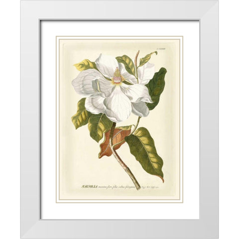 Magnificent Magnolias I White Modern Wood Framed Art Print with Double Matting by Trew, Jacob
