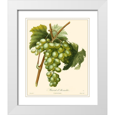 Bessa Grapes I White Modern Wood Framed Art Print with Double Matting by Bessa