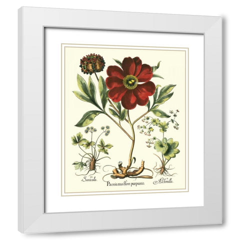 Besler Peonie II White Modern Wood Framed Art Print with Double Matting by Besler, Basilius