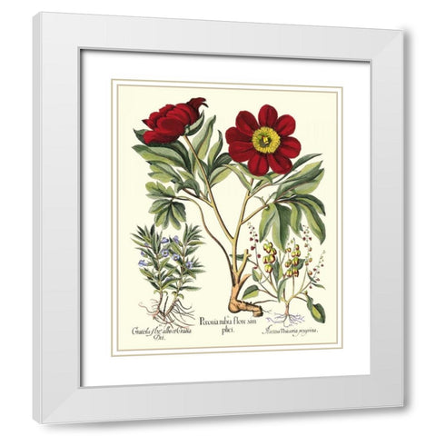 Besler Peonie IV White Modern Wood Framed Art Print with Double Matting by Besler, Basilius