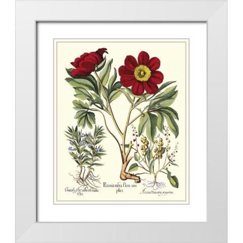 Besler Peonie IV White Modern Wood Framed Art Print with Double Matting by Besler, Basilius
