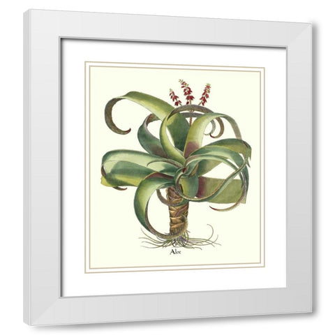 Besler Aloe White Modern Wood Framed Art Print with Double Matting by Besler, Basilius