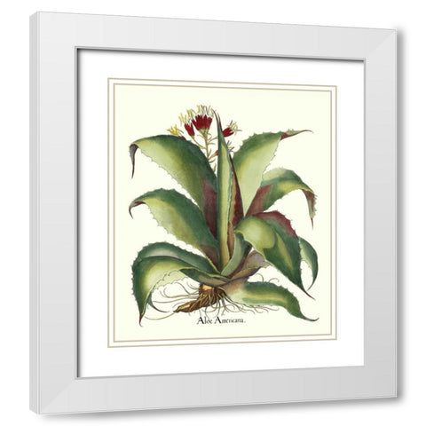 Besler Aloe Americana White Modern Wood Framed Art Print with Double Matting by Besler, Basilius