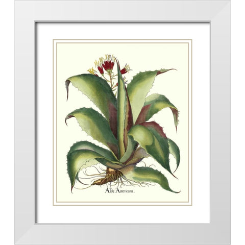 Besler Aloe Americana White Modern Wood Framed Art Print with Double Matting by Besler, Basilius