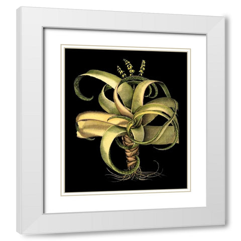 Custom Dramatic Aloe I (LG) White Modern Wood Framed Art Print with Double Matting by Besler, Basilius