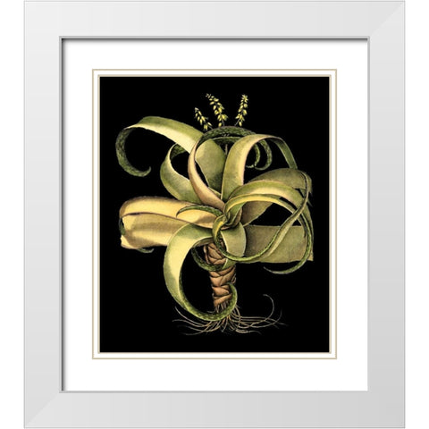 Custom Dramatic Aloe I (LG) White Modern Wood Framed Art Print with Double Matting by Besler, Basilius
