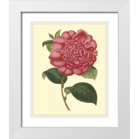 Camellia Garden I White Modern Wood Framed Art Print with Double Matting by Verschaffelt
