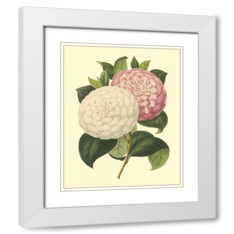Camellia Garden IV White Modern Wood Framed Art Print with Double Matting by Verschaffelt