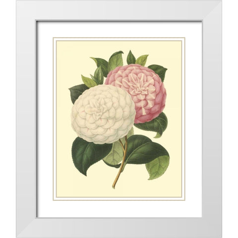 Camellia Garden IV White Modern Wood Framed Art Print with Double Matting by Verschaffelt