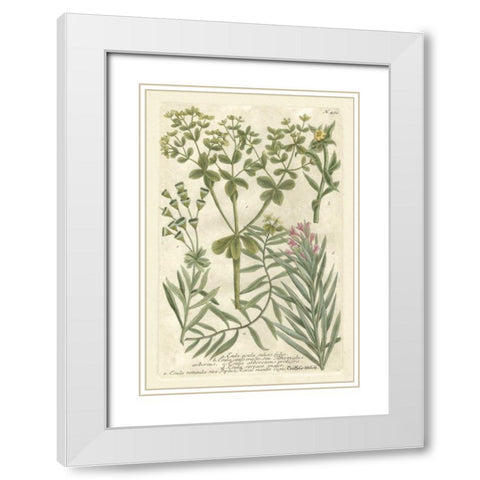 Weinmanns Garden III White Modern Wood Framed Art Print with Double Matting by Weinmann, Johann