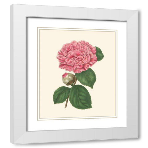 Summer Blush I White Modern Wood Framed Art Print with Double Matting by Smith, E. D.