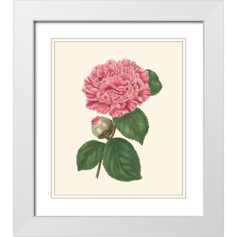 Summer Blush I White Modern Wood Framed Art Print with Double Matting by Smith, E. D.