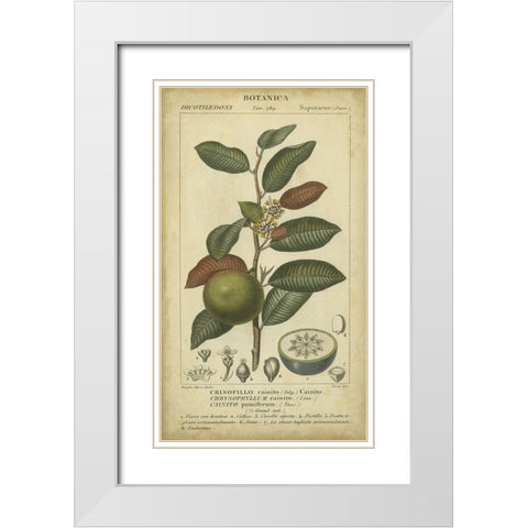 Exotic Botanica III White Modern Wood Framed Art Print with Double Matting by Turpin