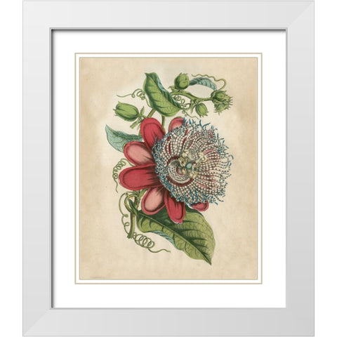 Tropical Beauty I White Modern Wood Framed Art Print with Double Matting by Wiek, John