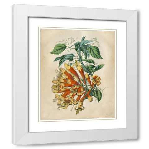 Tropical Beauty II White Modern Wood Framed Art Print with Double Matting by Wiek, John