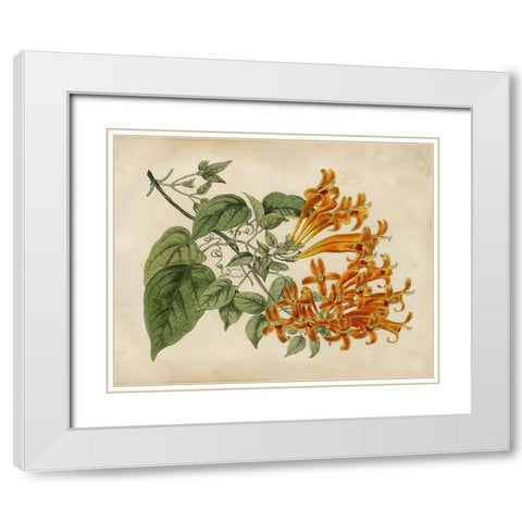 Tropical Beauty III White Modern Wood Framed Art Print with Double Matting by Edwards, Sydenham