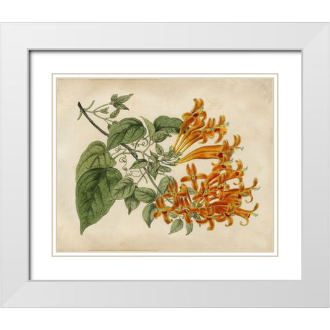 Tropical Beauty III White Modern Wood Framed Art Print with Double Matting by Edwards, Sydenham