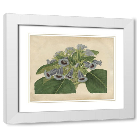 Tropical Beauty IV White Modern Wood Framed Art Print with Double Matting by Edwards, Sydenham