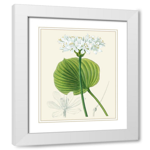 Les Fleurs Blanches II White Modern Wood Framed Art Print with Double Matting by Unknown