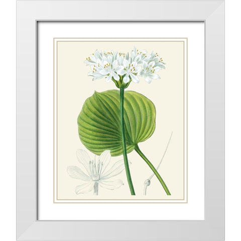 Les Fleurs Blanches II White Modern Wood Framed Art Print with Double Matting by Unknown
