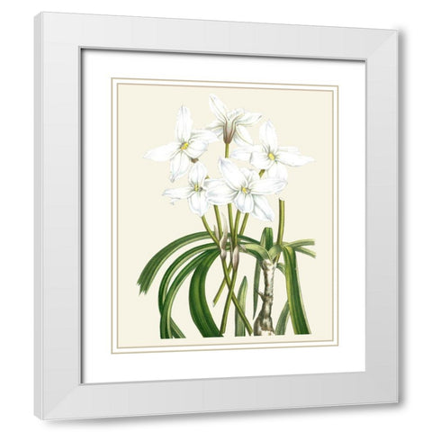 Les Fleurs Blanches III White Modern Wood Framed Art Print with Double Matting by Unknown