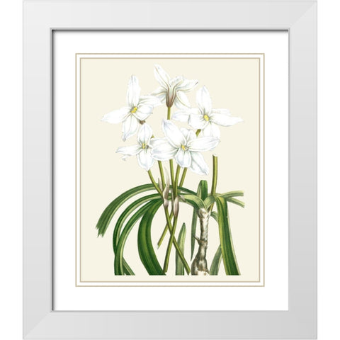 Les Fleurs Blanches III White Modern Wood Framed Art Print with Double Matting by Unknown