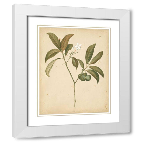 Natures Greenery V White Modern Wood Framed Art Print with Double Matting by Unknown