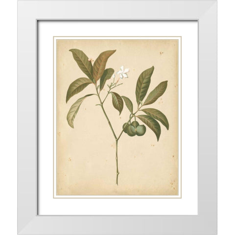 Natures Greenery V White Modern Wood Framed Art Print with Double Matting by Unknown