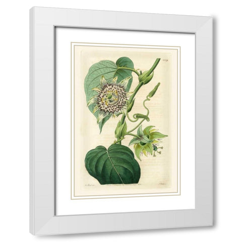 Antique Passionflower I White Modern Wood Framed Art Print with Double Matting by Hart, M.