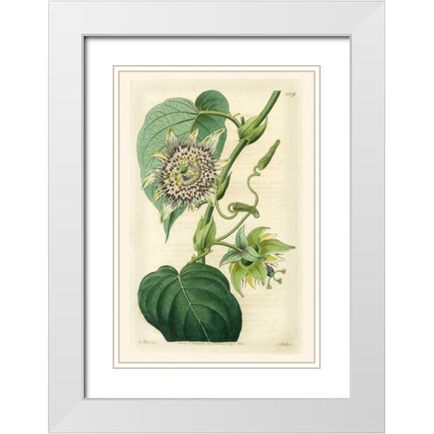 Antique Passionflower I White Modern Wood Framed Art Print with Double Matting by Hart, M.