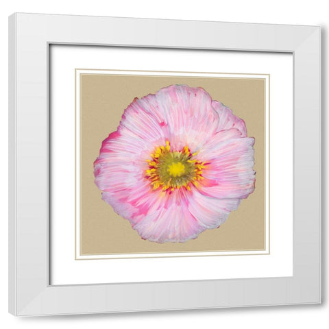Poppy Blossom III White Modern Wood Framed Art Print with Double Matting by Ludwig, Alicia