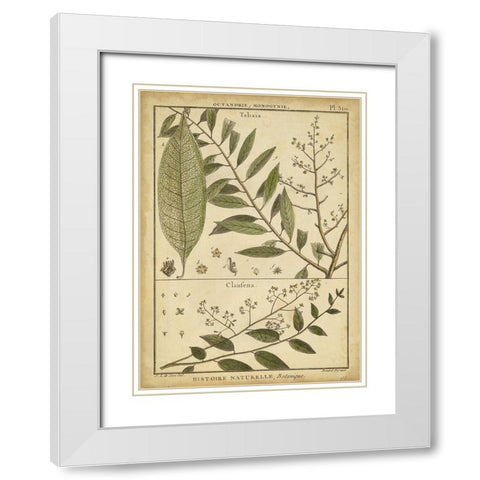 Diderot Antique Ferns I White Modern Wood Framed Art Print with Double Matting by Diderot, Denis