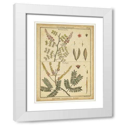 Diderot Antique Ferns II White Modern Wood Framed Art Print with Double Matting by Diderot, Denis