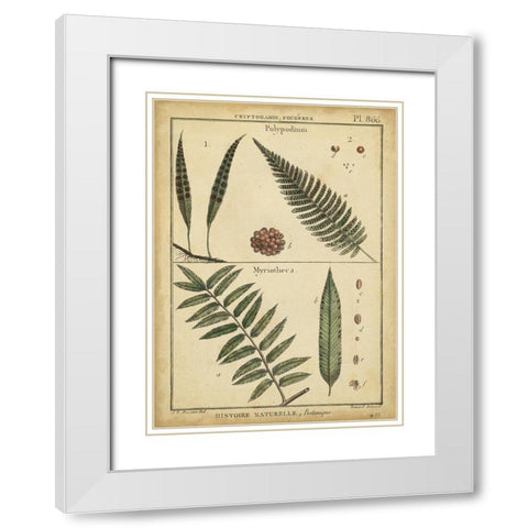 Diderot Antique Ferns III White Modern Wood Framed Art Print with Double Matting by Diderot, Denis