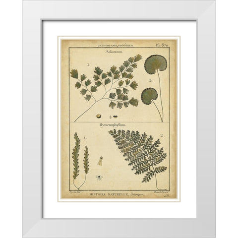 Diderot Antique Ferns IV White Modern Wood Framed Art Print with Double Matting by Diderot, Denis