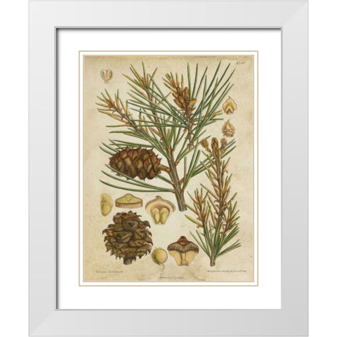 Vintage Conifers II White Modern Wood Framed Art Print with Double Matting by Vision Studio