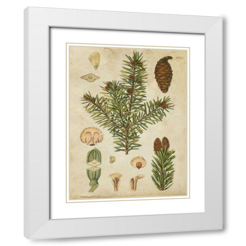 Vintage Conifers III White Modern Wood Framed Art Print with Double Matting by Vision Studio