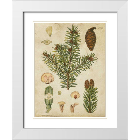 Vintage Conifers III White Modern Wood Framed Art Print with Double Matting by Vision Studio