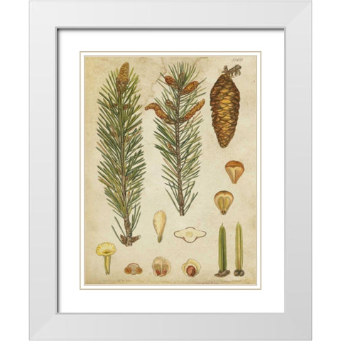 Vintage Conifers IV White Modern Wood Framed Art Print with Double Matting by Vision Studio